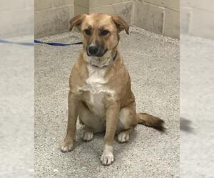 Labrador Retriever-Unknown Mix Dogs for adoption in Conroe, TX, USA