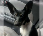 Small #6 Rat Terrier Mix