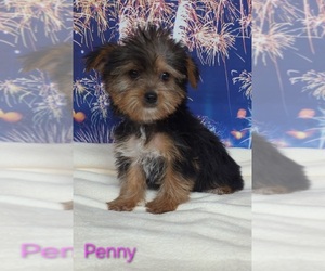 Yorkshire Terrier Puppy for sale in AZLE, TX, USA