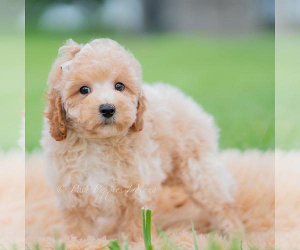 Medium Photo #48 Maltipoo (Miniature) Puppy For Sale in WARSAW, IN, USA