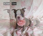Small #5 Boston Terrier