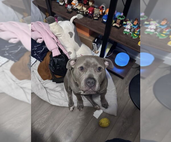 Medium Photo #7 American Pit Bull Terrier-Staffordshire Bull Terrier Mix Puppy For Sale in San Diego, CA, USA