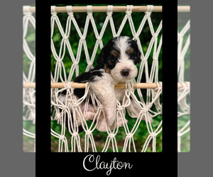 Bernedoodle-Poodle (Standard) Mix Puppy for sale in MENIFEE, CA, USA