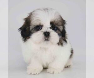 Shih Tzu Puppy for sale in LOS ANGELES, CA, USA