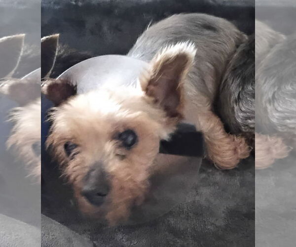 Medium Photo #3 Mutt Puppy For Sale in Spring, TX, USA