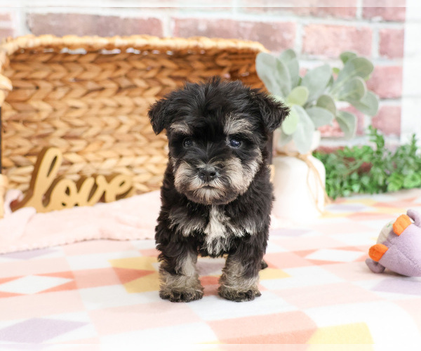 Medium Photo #5 Schnauzer (Miniature) Puppy For Sale in SYRACUSE, IN, USA