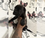 Small Photo #9 Cane Corso Puppy For Sale in WALNUT GROVE, GA, USA