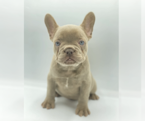 French Bulldog Puppy for sale in PEORIA, IL, USA