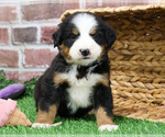 Small #14 Bernese Mountain Dog