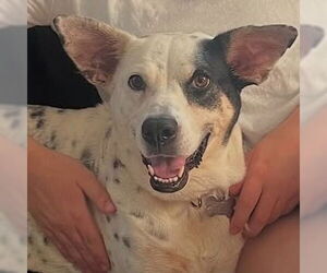 Nora - Female Mutt Dog for Adoption - Photo #10
