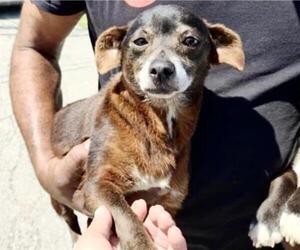 Chihuahua-Unknown Mix Dogs for adoption in Houston, TX, USA