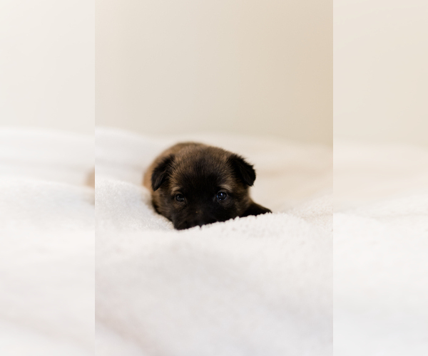 Medium Photo #11 Belgian Malinois Puppy For Sale in LYNCHBURG, VA, USA