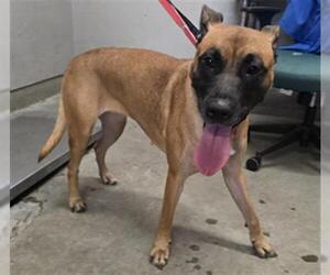 Mutt Dogs for adoption in Camarillo, CA, USA
