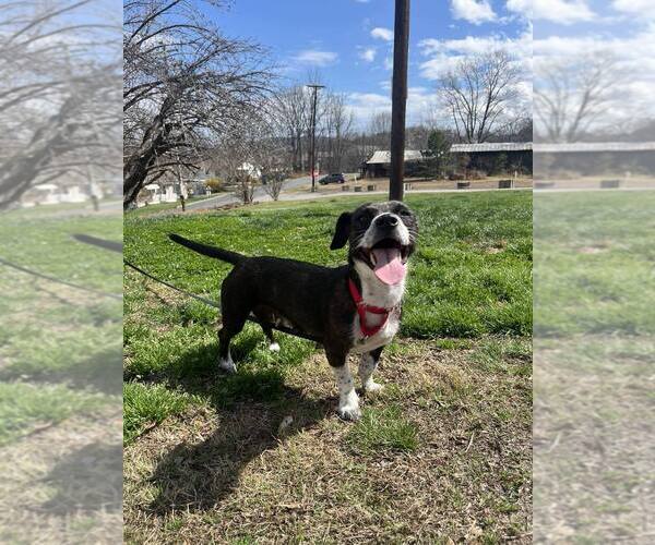 Medium Photo #2 Mutt Puppy For Sale in Candler, NC, USA