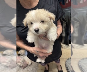 Bichon-A-Ranian Puppy for sale in CONWAY, SC, USA