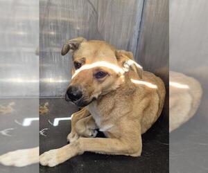 German Shepherd Dog-Unknown Mix Dogs for adoption in San Antonio, TX, USA