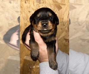 Rottweiler Puppy for sale in ALBION, MI, USA