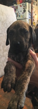 Medium Photo #18 Great Dane Puppy For Sale in WEIRTON, WV, USA