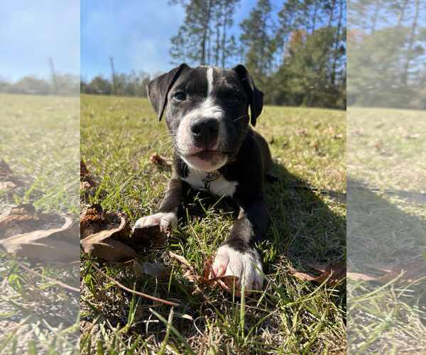 Medium Photo #5 Labrador Retriever-Unknown Mix Puppy For Sale in Tarrytown, GA, USA