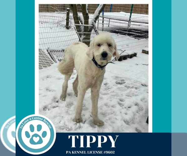 Medium Photo #2 Labrenees Puppy For Sale in Kimberton, PA, USA