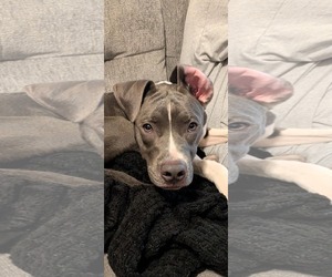 American Pit Bull Terrier-Unknown Mix Dogs for adoption in Germantown, OH, USA