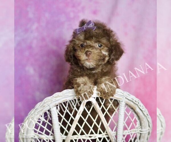 Medium Photo #3 Poodle (Miniature) Puppy For Sale in WARSAW, IN, USA