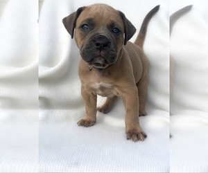 American Bully-Cane Corso Mix Puppy for Sale in RUSKIN, Florida USA