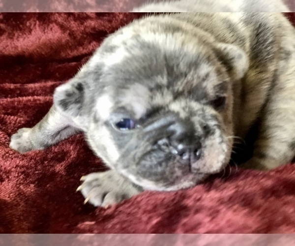 Medium Photo #2 French Bulldog Puppy For Sale in BUCKS BAR, CA, USA