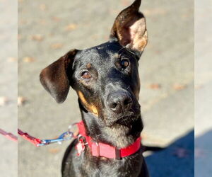 Mutt Dogs for adoption in Canton, CT, USA