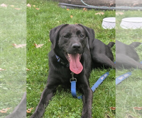 Medium Photo #3 Labrador Retriever Puppy For Sale in Gloversville, NY, USA
