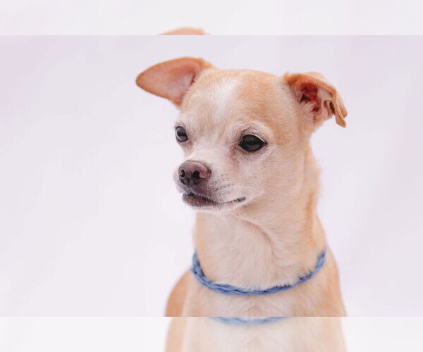 Medium Photo #2 Rat-Cha Puppy For Sale in Princeton, MN, USA