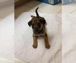 Small #6 German Shepherd Dog Mix