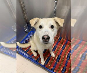 Siberian Husky Dogs for adoption in Fairbanks, AK, USA