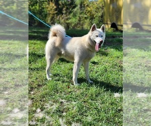 Father of the Alaskan Malamute puppies born on 11/04/2025