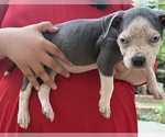 Image preview for Ad Listing. Nickname: Puppy 3