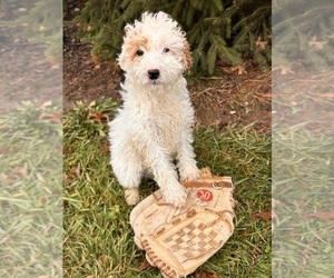 Goldendoodle (Miniature) Puppy for sale in MIDDLEBURY, IN, USA