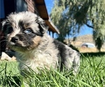 Small Photo #4 Miniature Australian Shepherd Puppy For Sale in TONASKET, WA, USA