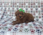 Small #7 Cavapoo