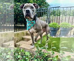 Small #3 American Pit Bull Terrier Mix