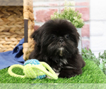 Small #2 Shih Tzu