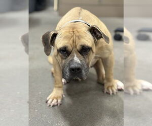 Mastiff Dogs for adoption in Forestville, MD, USA