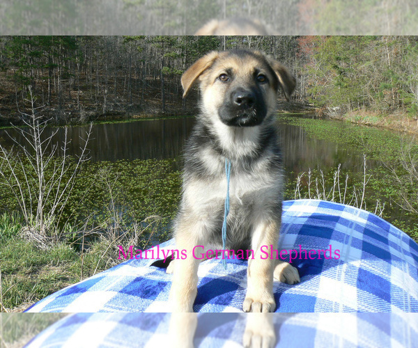 Medium Photo #3 German Shepherd Dog Puppy For Sale in PIEDMONT, MO, USA