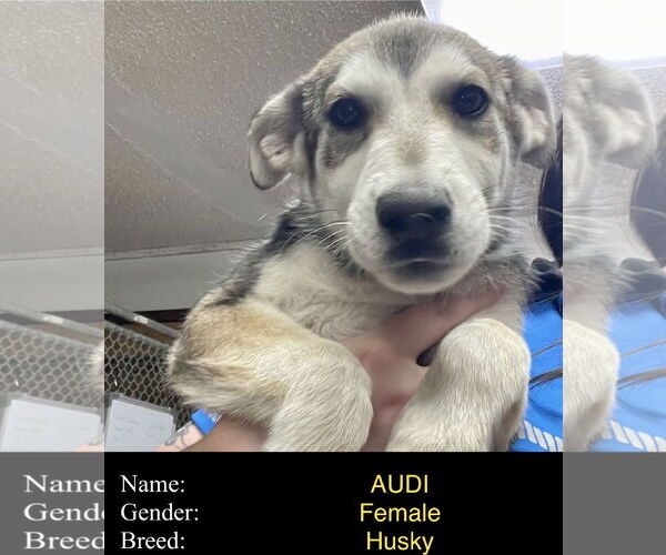 Medium Photo #1 Siberian Husky-Unknown Mix Puppy For Sale in Cedar Crest, NM, USA