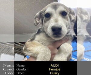 Siberian Husky-Unknown Mix Dogs for adoption in Cedar Crest, NM, USA