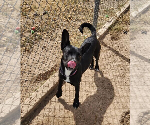 Medium Photo #1 Siberian Husky-Unknown Mix Puppy For Sale in Amarillo, TX, USA