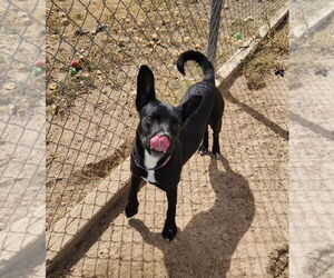 Siberian Husky-Unknown Mix Dogs for adoption in Amarillo, TX, USA