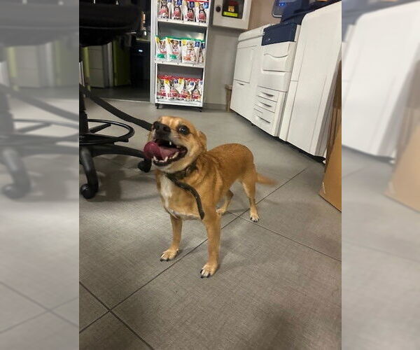 Medium Photo #1 Chihuahua-Unknown Mix Puppy For Sale in Rancho Cucamonga, CA, USA