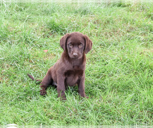 Labrador Retriever Puppy for sale in SYRACUSE, IN, USA