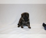 Small Photo #8 German Shepherd Dog Puppy For Sale in AUSTIN, TX, USA