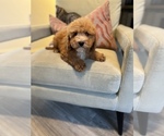 Small Photo #12 Cavapoo Puppy For Sale in LAS VEGAS, NV, USA